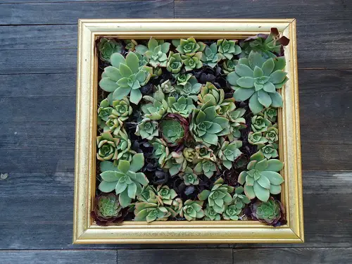 Succulent Frame or Succulent Wall Planter