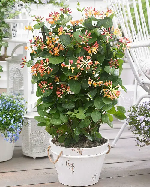 Edible Flowers To Flavor Your Food and Improve Your Health