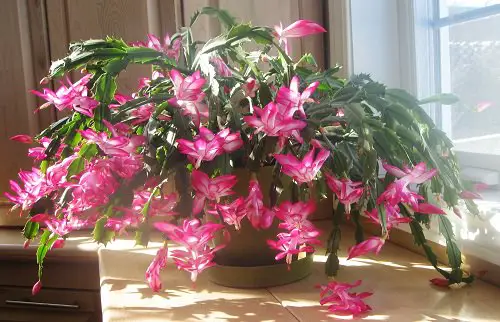 Grow Indoor Succulents at Home 1
