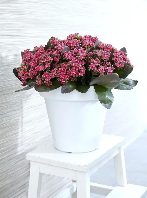 Indoor Garden Add Flowering Houseplants
