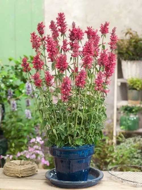 Amazing Great Edible Flowers To Improve Your Health