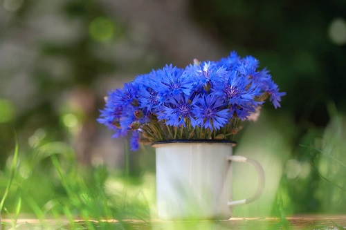 Great Edible Flowers To Flavor Your Food and Improve Your Health