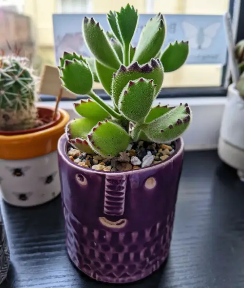 The Best Indoor Succulents for Home Growing 2