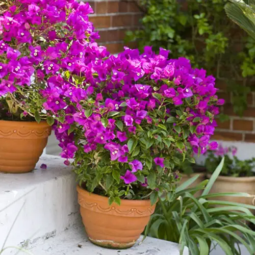 lovely Edible Flowers To Improve Your Health
