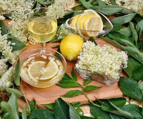 Great Edible Flowers To Flavor Your Food and Improve Your Health