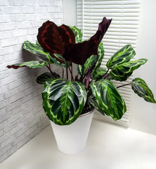 Most Beautiful Houseplants