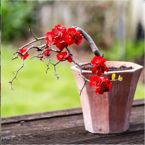 Edible Flowers to Enhance Taste and Well-Being
