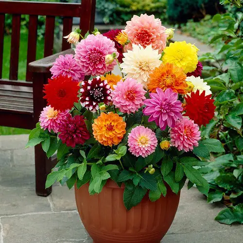 Amazing Edible Flowers To Flavor Your Food 