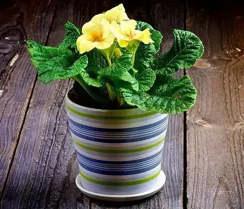 Amazing Great Edible Flowers 