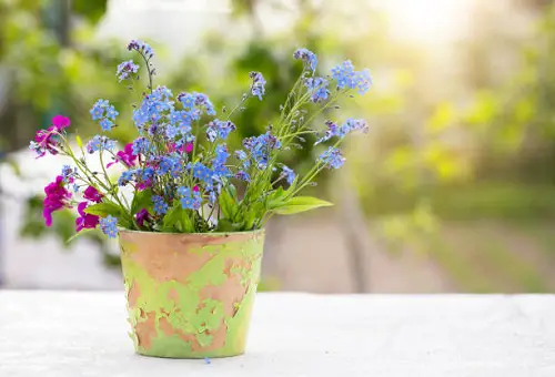 best Great Edible Flowers To Improve Your Health