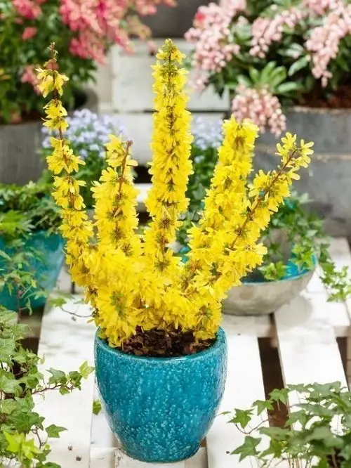 best Edible Flowers To Flavor Your Food and Improve Your Health