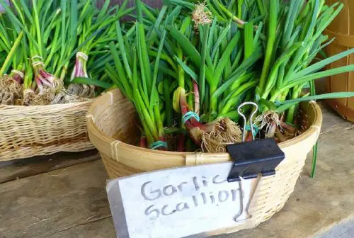 Harvesting Garlic