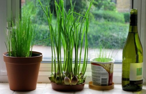 When to Plant Garlic Indoors