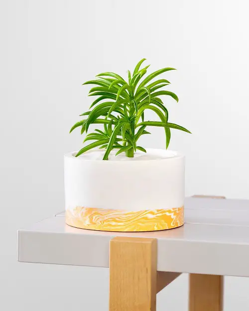 Best Indoor Succulents 3