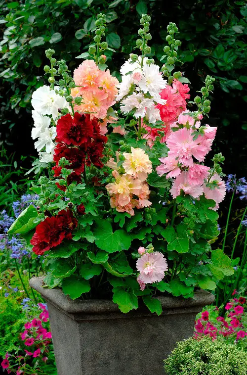 Summer-Blooming Perennial Flowers