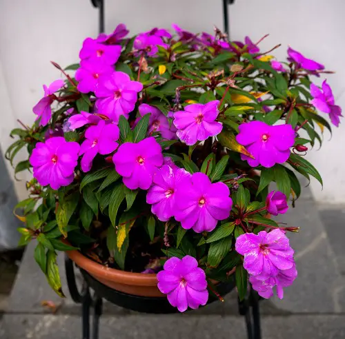 best Edible Flowers To Flavor Your Food and Improve Your Health