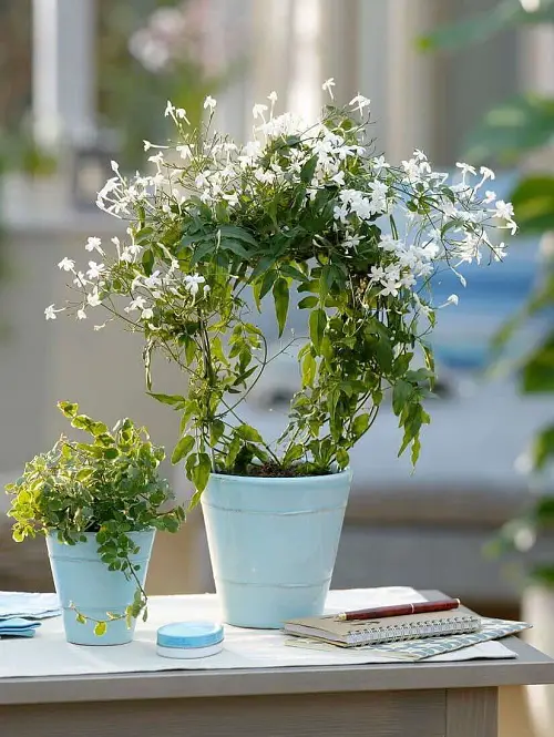 Great Edible Flowers 