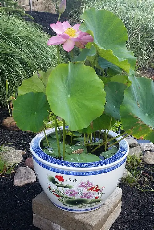 Edible Flowers to Enhance Your Diet and Promote Better Health
