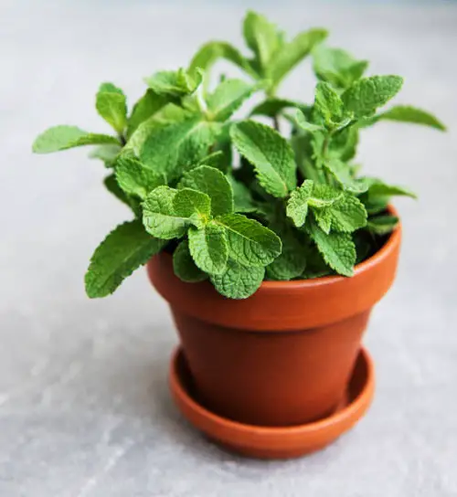 Edible Flowers to Enhance Your Diet and Promote Better Health