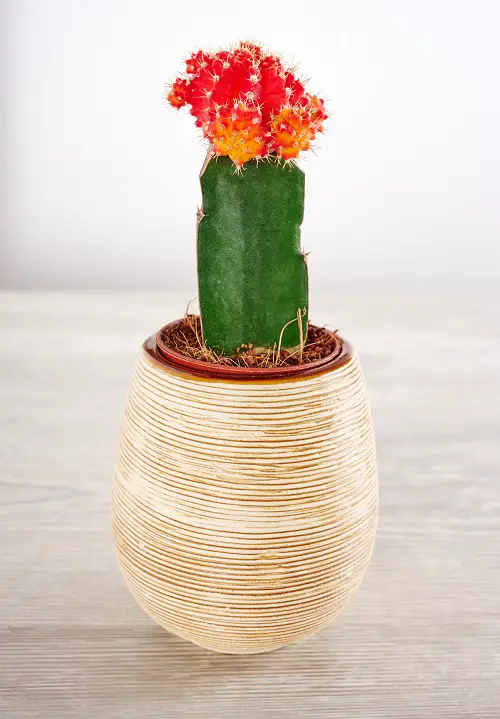 Best Indoor Succulents To Grow At Home 4