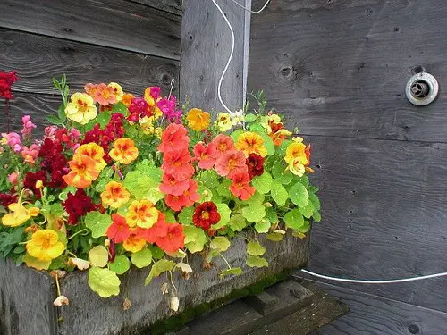 Great Edible Flowers To Flavor Your Food