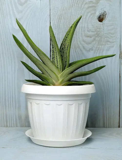 Grow Indoor Succulents at Home 3