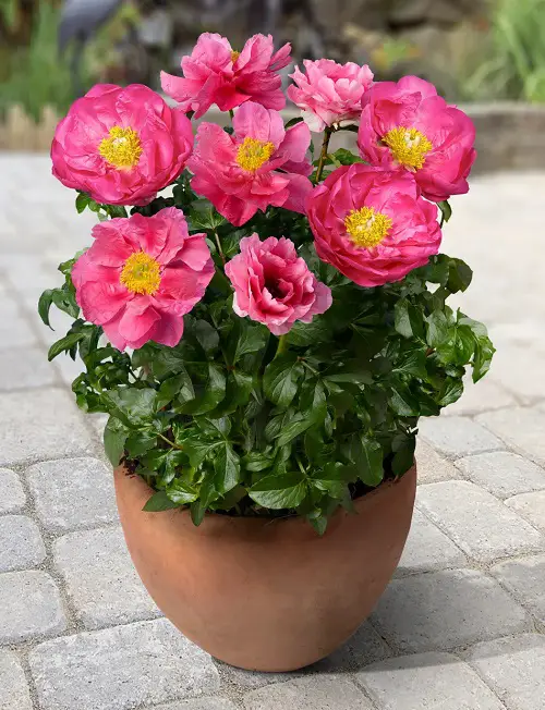 Amazing Edible Flowers To Flavor Your Food and Improve Your Health