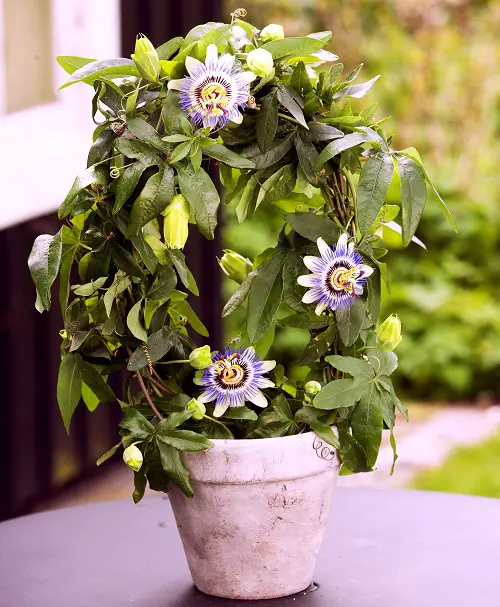 Taste-Tasting Edible Flowers to Boost Your Well-being
