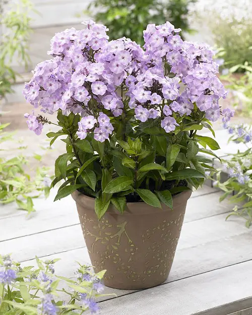 beautiful Great Edible Flowers To Flavor Your Food