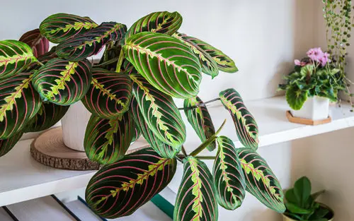Most Beautiful Houseplants You Never Knew About