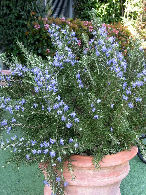 best Edible Flowers to Enhance Taste and Well-Being