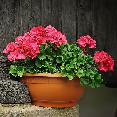 top Great Edible Flowers in pot
