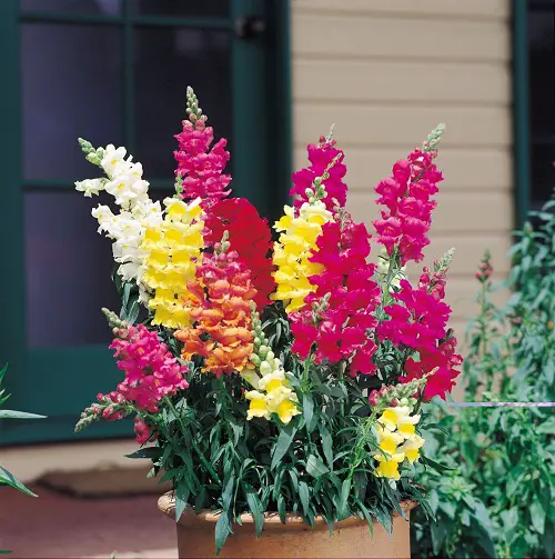 best Edible Flowers to Enhance Taste and Well-Being