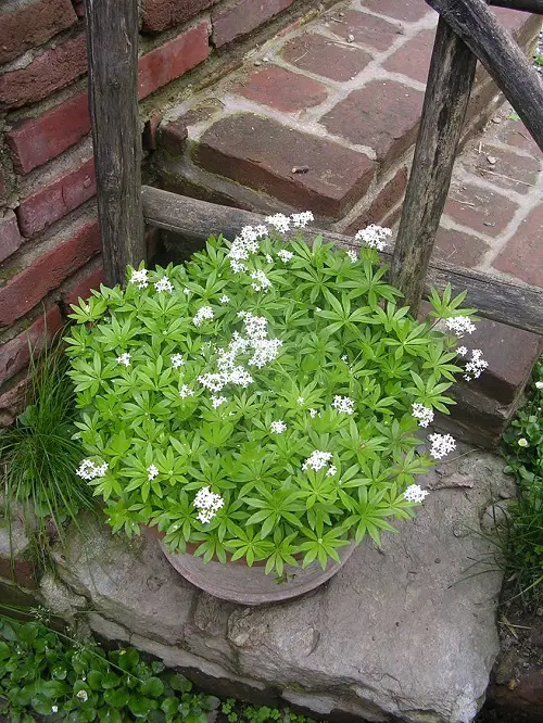 Edible Flowers to Enhance Taste and Well-Being