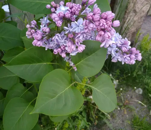 amazing Edible Flowers to Enhance Your Diet and Promote Better Health