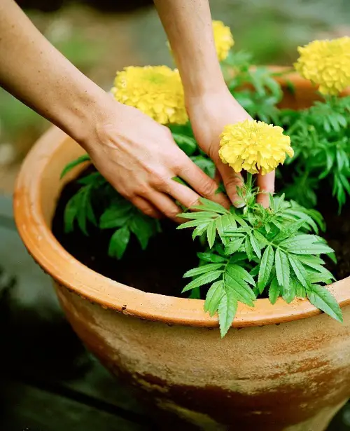 beautiful Great Edible Flowers To Flavor Your Food and Improve Your Health