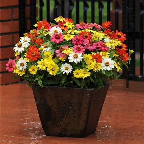 Edible Flowers to Enhance Your Taste and Well-Being