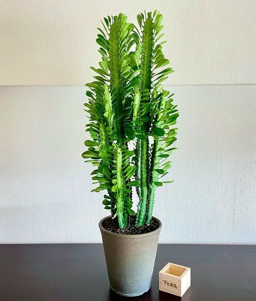 Growing Indoor Succulents in Your Home 3