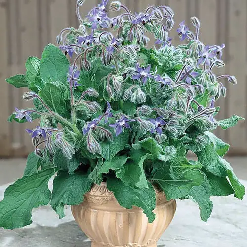Great Edible Flowers To Improve Your Health
