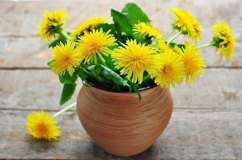 Great Edible Flowers To Flavor Your Food and Improve Your Health