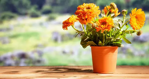 top Edible Flowers To Improve Your Health