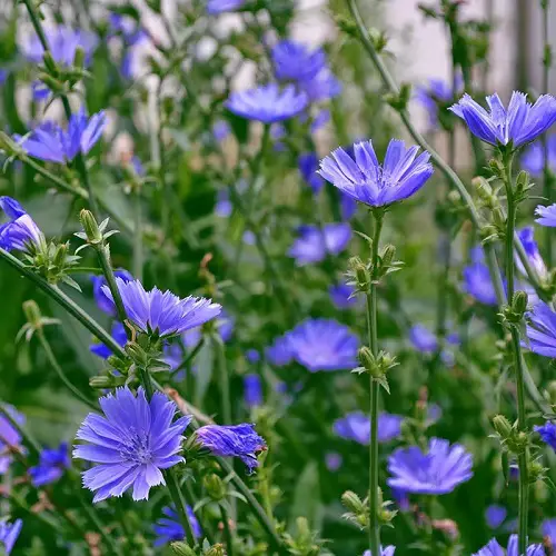Edible Flowers To Improve Your Health
