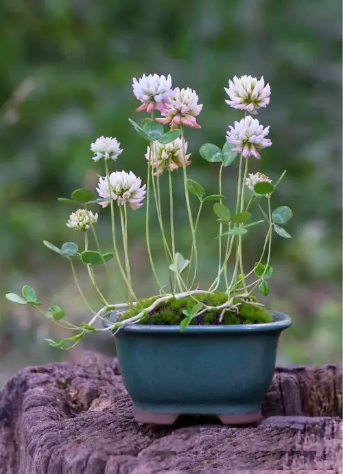 Great Edible Flowers To Flavor Your Food and Improve Your Health