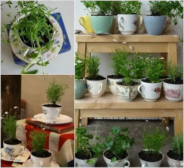 Make a Teacup Herb Garden