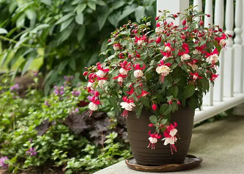 Edible Flowers To Flavor Your Food and Improve Your Health