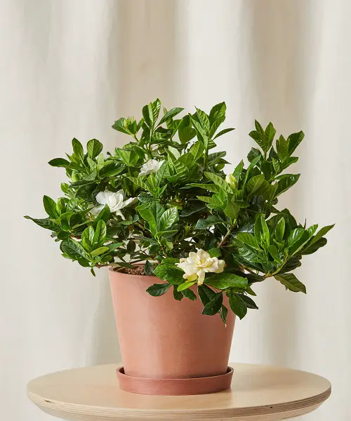top Edible Flowers To Flavor Your Food and Improve Your Health