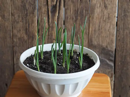 Growing Garlic in Pots