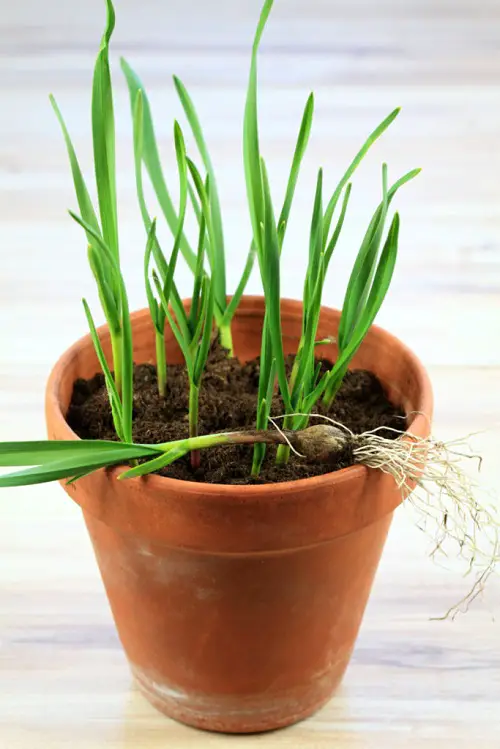 Growing Garlic Indoors