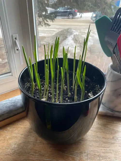 Requirements for Growing Garlic Indoors