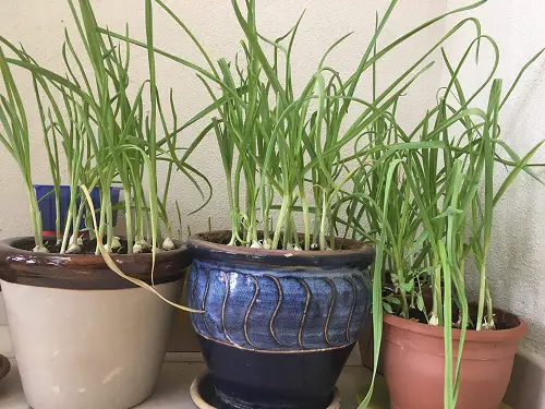 Choosing a Container and Spacing 